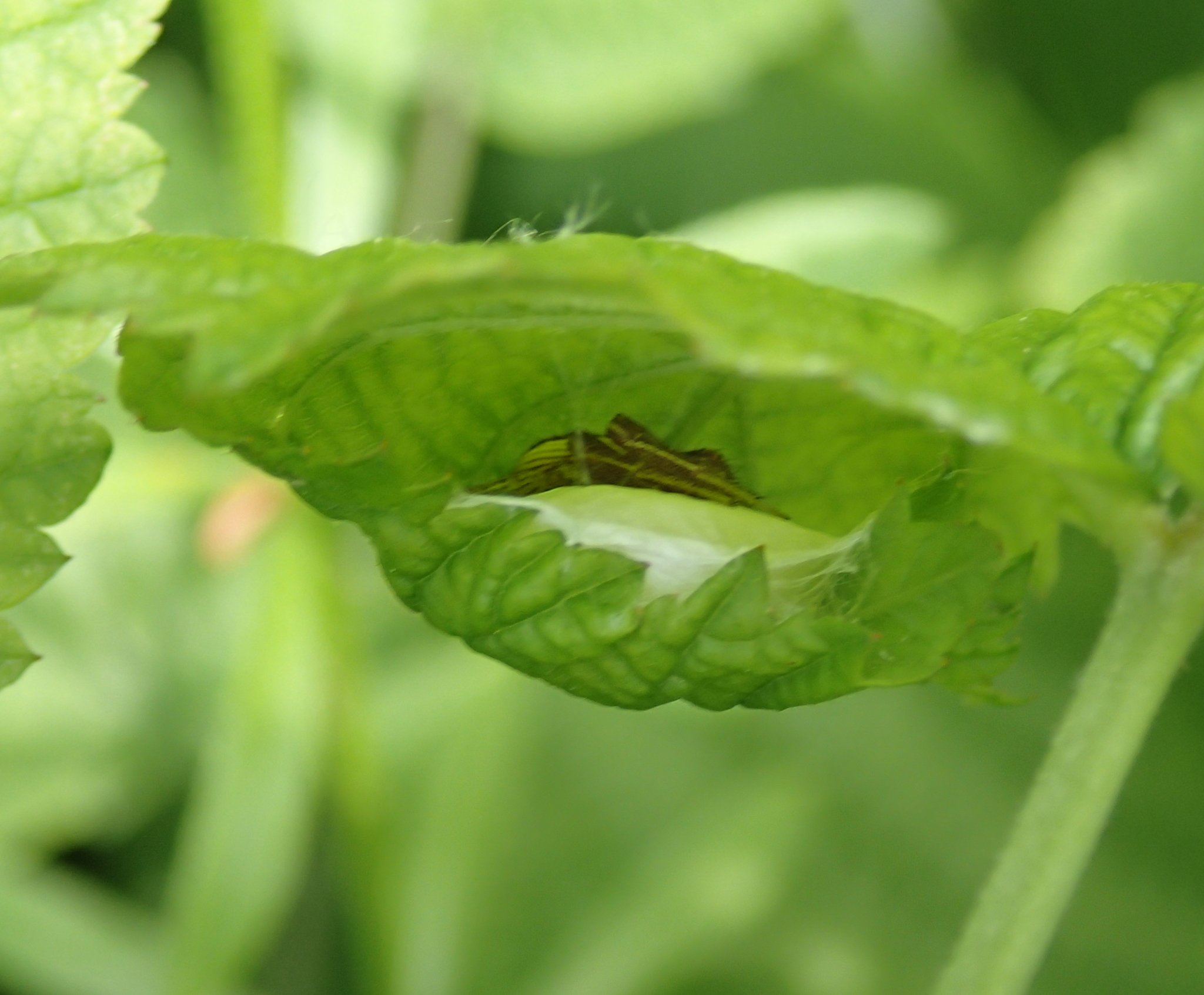 xysticus ulmi con ovisacco Lughignano (TV)